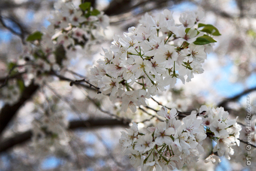 Cherry Blossoms I : Chapel Hill Recorder