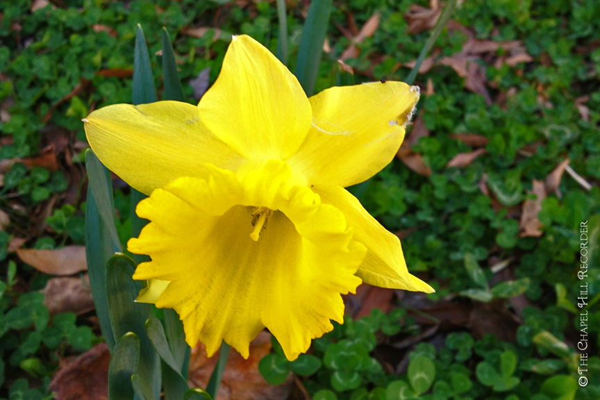 Daffodil : Chapel Hill Recorder